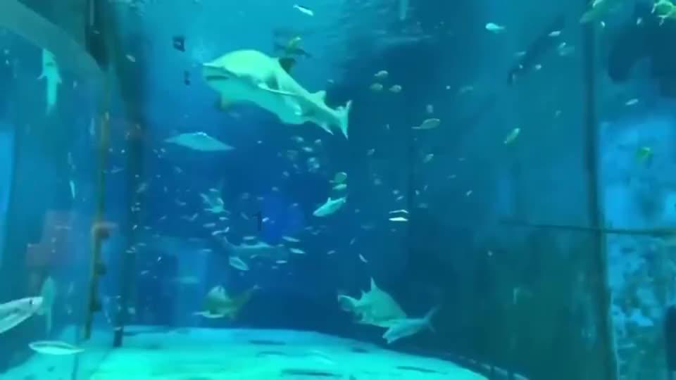 虫虫助手下载