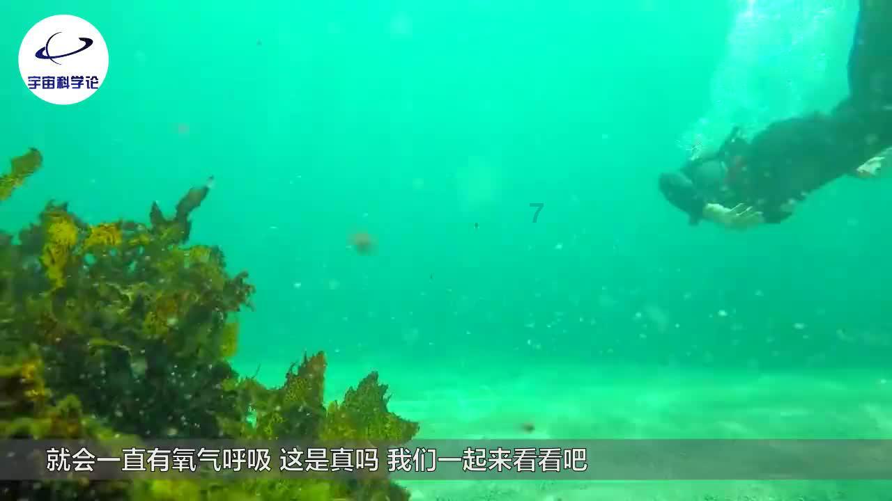 逃离壳牌岛